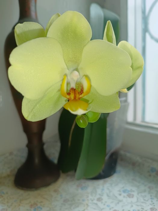 Орхидея лимоновая цветет