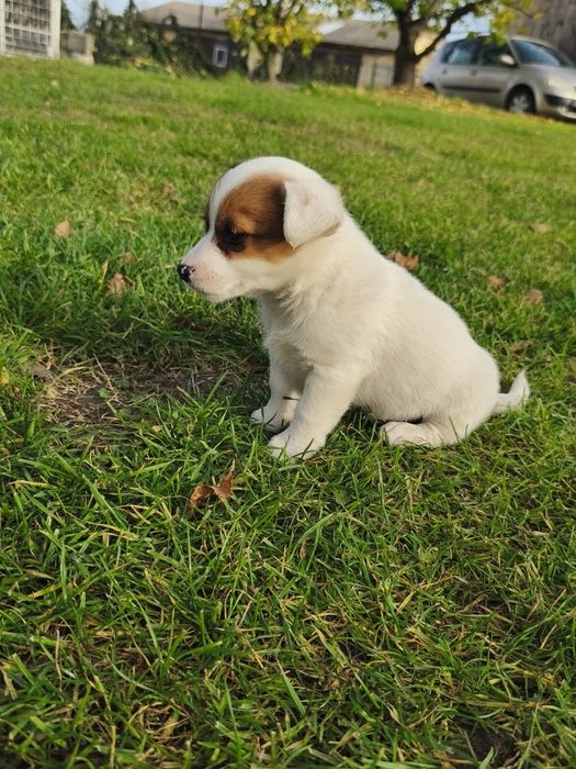 Jack Russell Terrier
