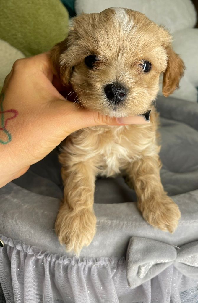Śliczny piesek Maltipoo gotowy do odbioru