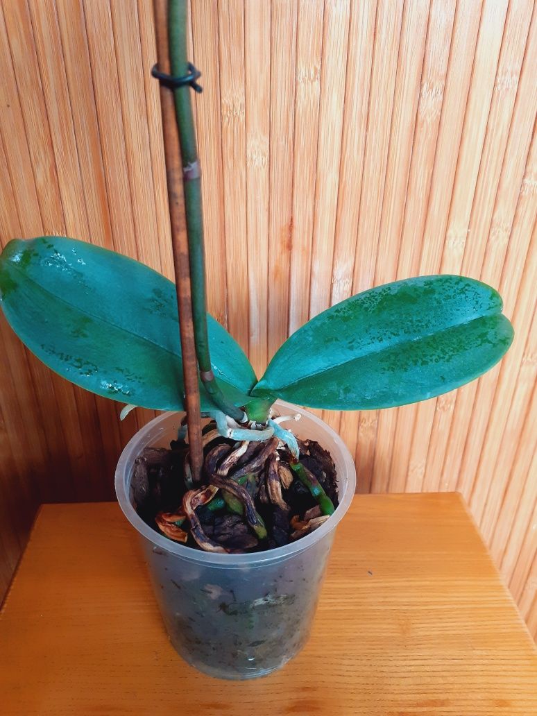 Орхідея-фаленопсис