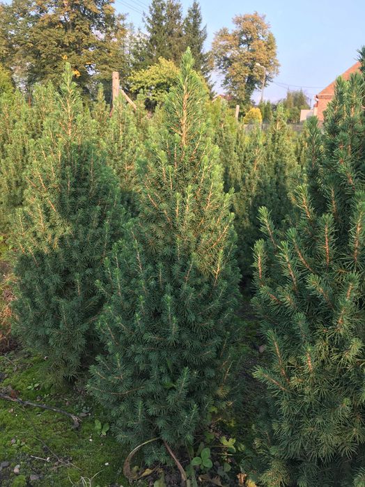 świerk conica december w donicy4l 60-80cm