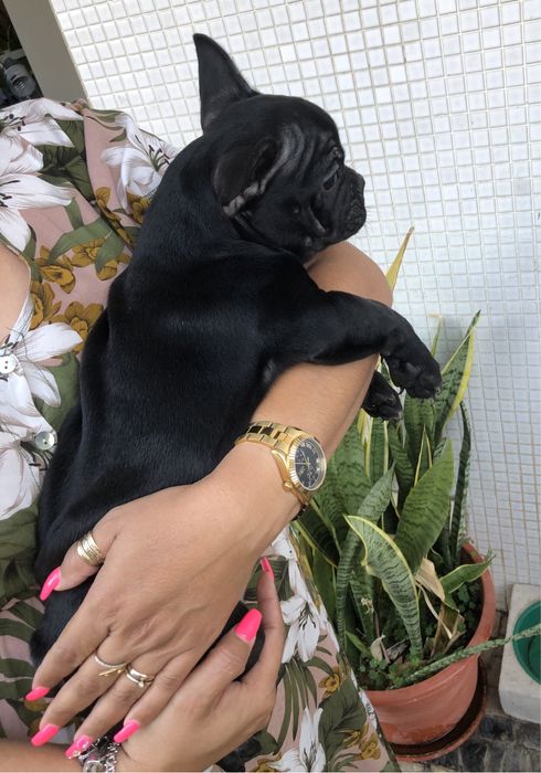 Bulldog Frances Exotico