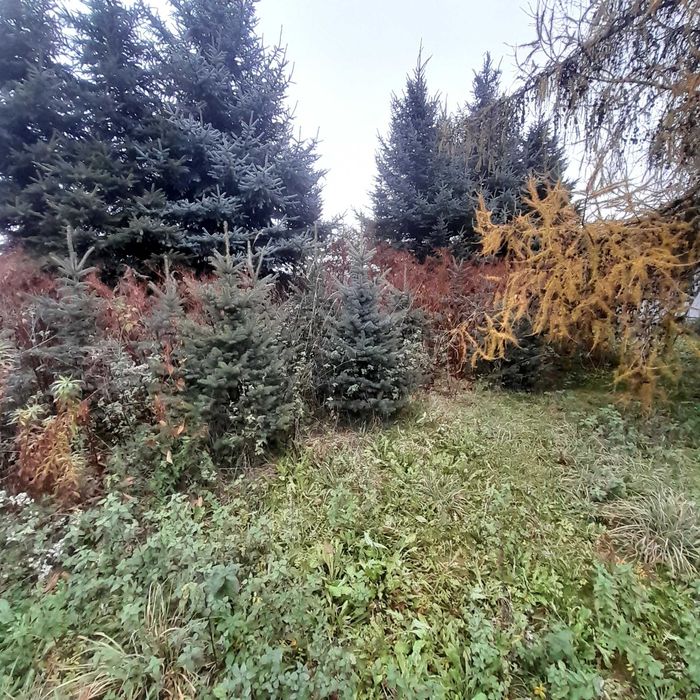 Tanio sprzedam-Swierki pospolite  i galeziesrebrne likwidacja