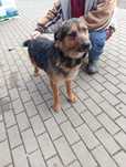 Pies do adopcji, bardzo marnieje w schronisku