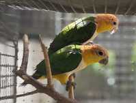 MARIANINHAS CABECA CANELA - PIONITES LEUCOGASTERS