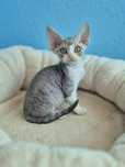 Kocurek Devon Rex