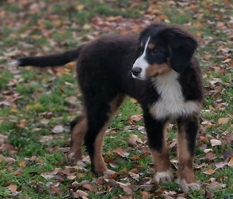 Szczenięta po berneński pies pasterski
