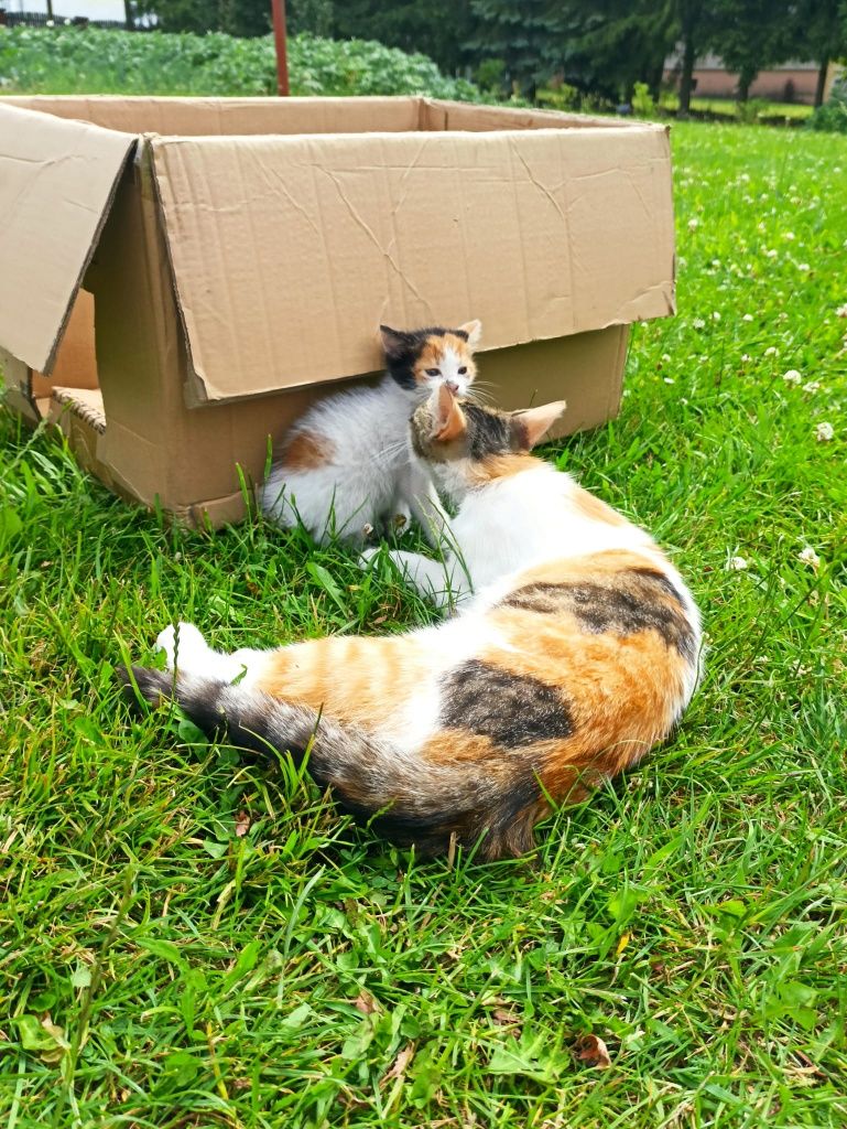 Kot kotek kotka do adopcji