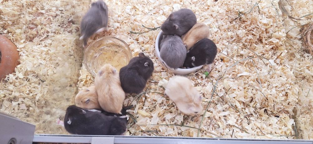 Chomiki dżungarskie.