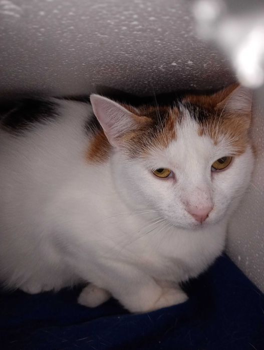 Belochka – to nie kot, a elf.