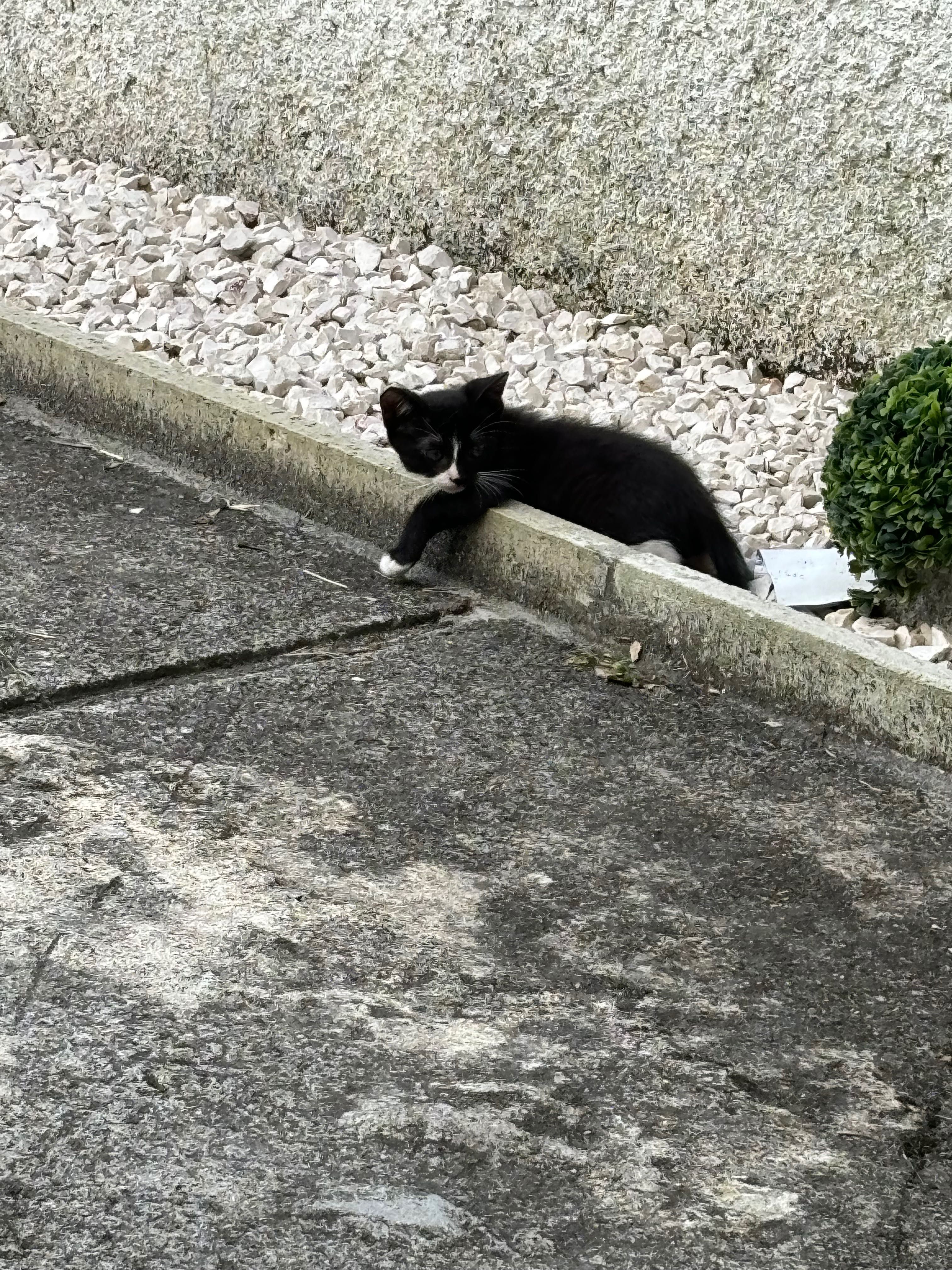 gatinho para adoção responsável