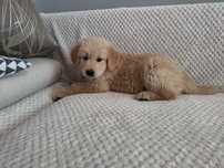 Szczenię golden retriever gotowe do odbioru