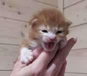 Kurylski Bobtail z rodowodem FPL/FIFE.