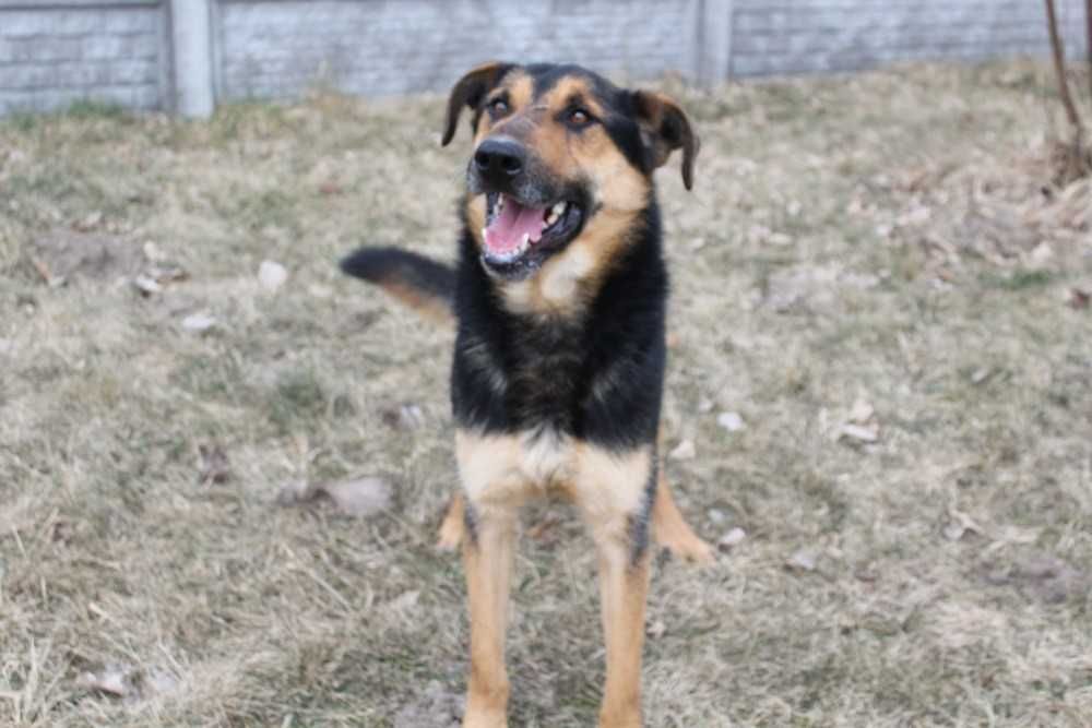 001270 Super przyjazny psiak - do adopcji