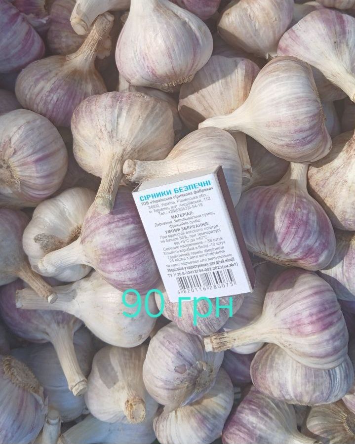 Озимий часник Любаша