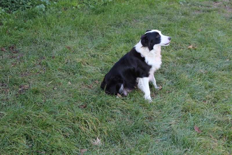 Border Collie - sliczny piesek