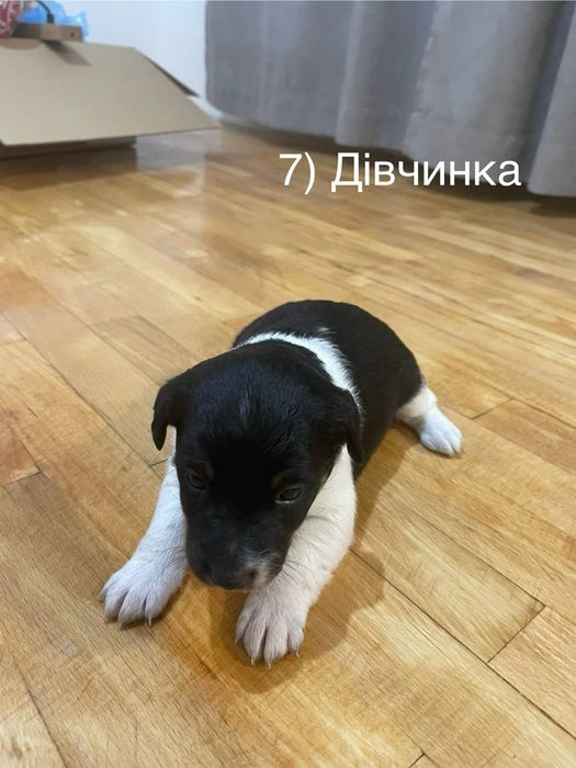 Цуценята шукають дім