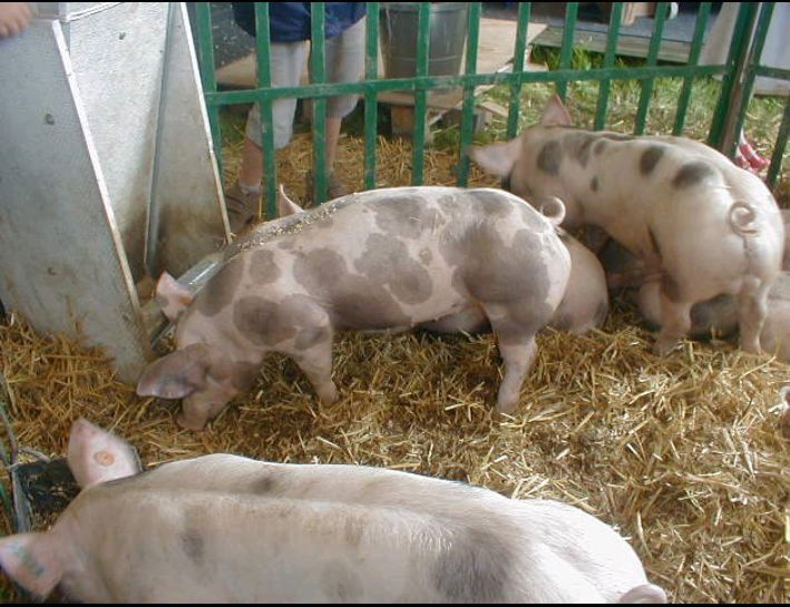 Продам свині петрен