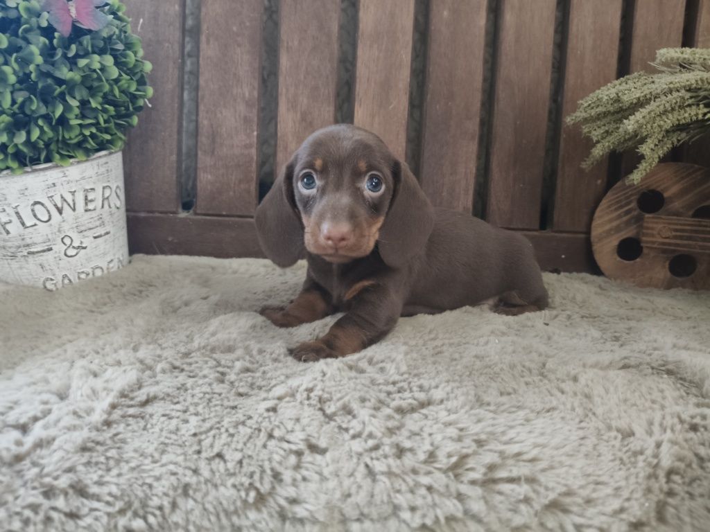 Teckel kaninchen macho com LOP