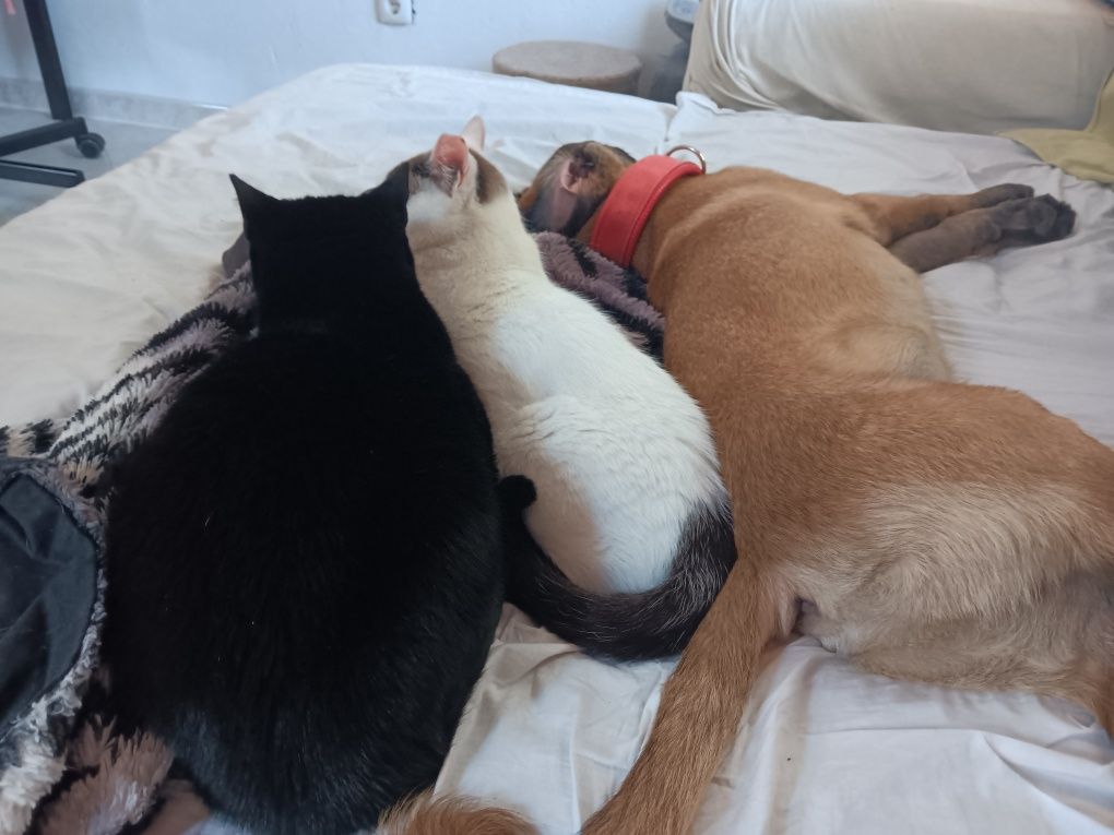 Pet sitting na sua casa!