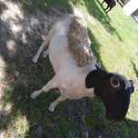 Roczny baran dorper