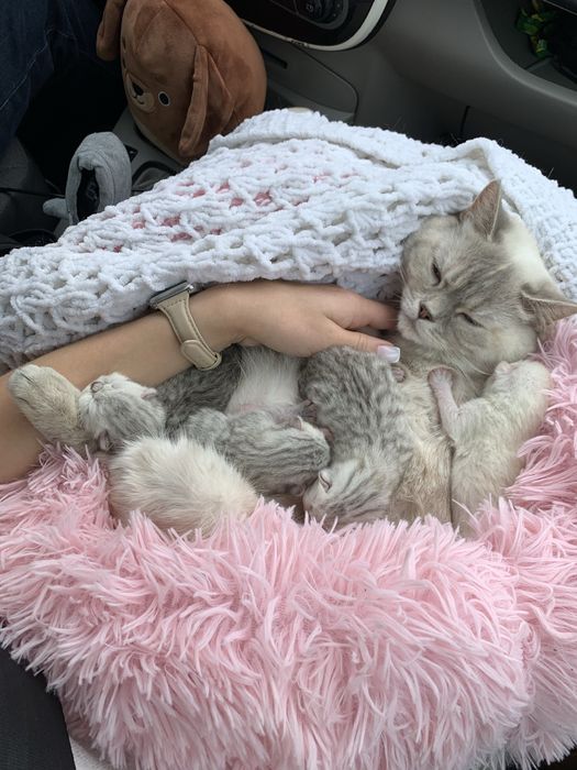 Кошеня шотландська сіра шиншила