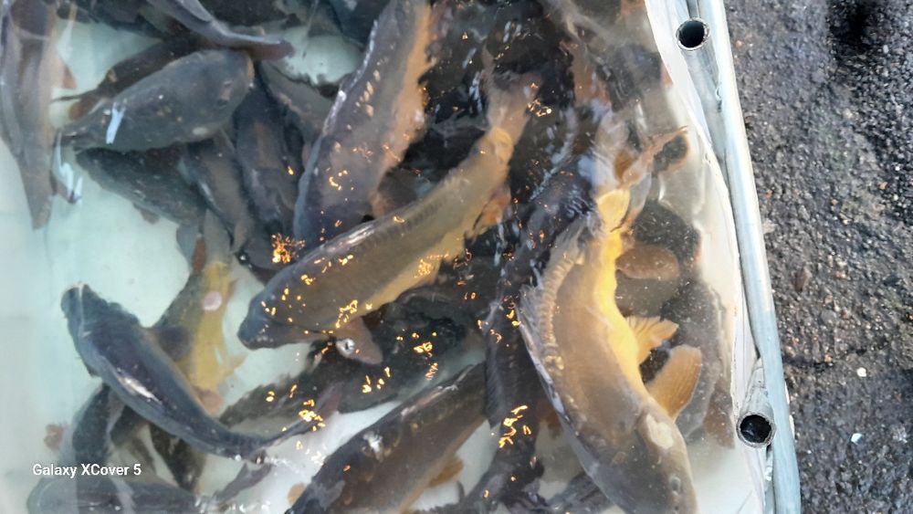 Karp Amur żywe ryby