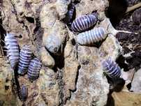 Armadillidium maculatum chocolate Isopody 10 szt