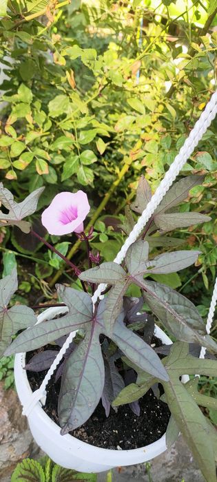 Продаю різні квіти