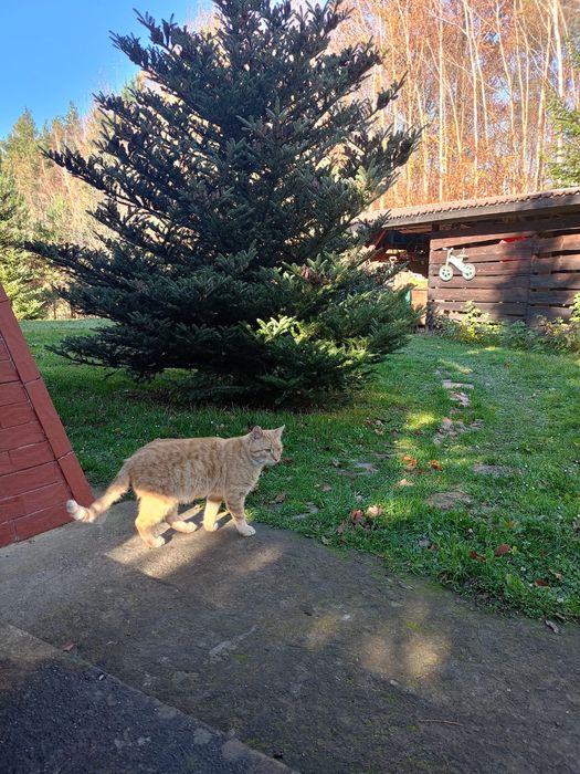 Oddam kota - TYLKO w dobre ręce