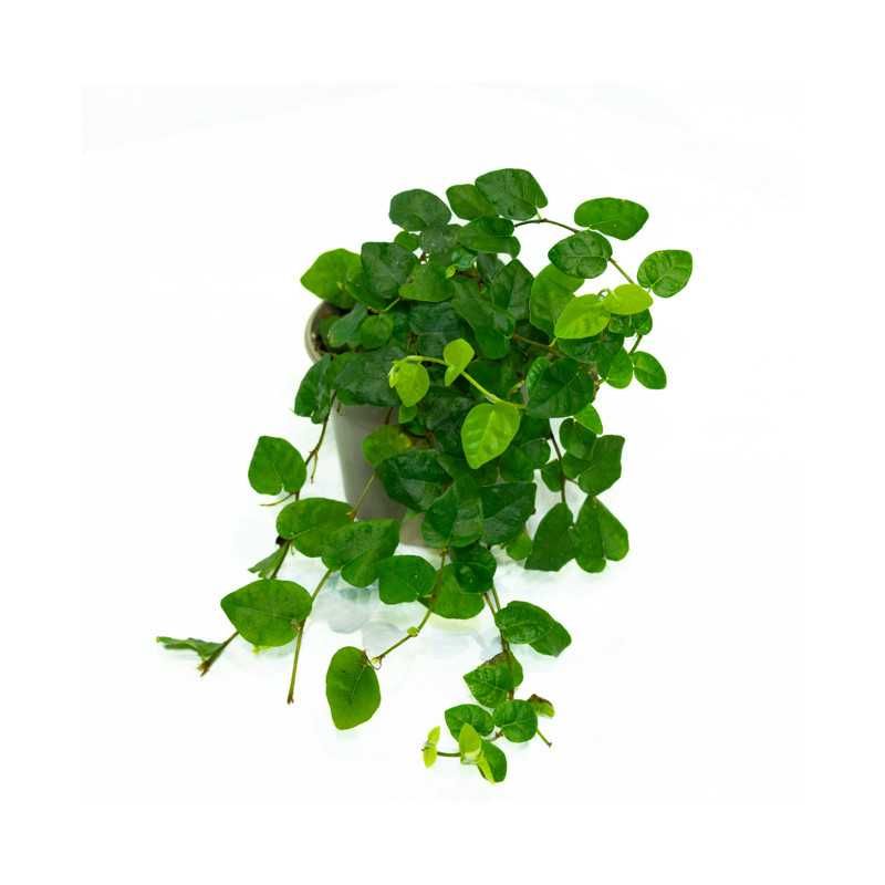 Plantas para terrário | Ficus Solanum Pellionia Labisia Cryptanthus