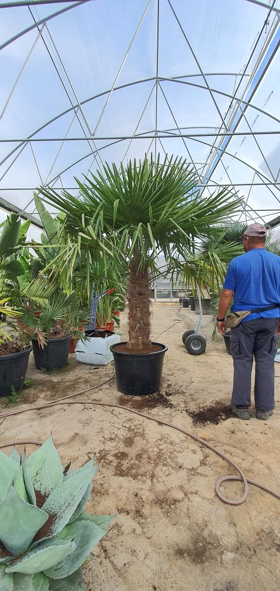 Trachycarpus fortunei szorstkowiec Fortunego pień ok.100 cm PALMA