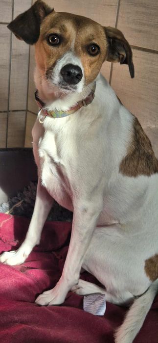 Cudowna sunia dla człowieka o wielkim sercu