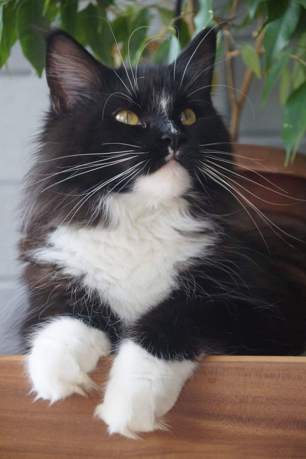 Maine coon,  czarna koteczka pręgowana
