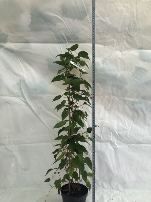 Актинидия 3 річна. Червоні та зелені плоди.