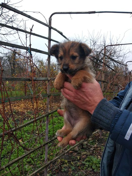 Собаки, цуценята безкоштовно