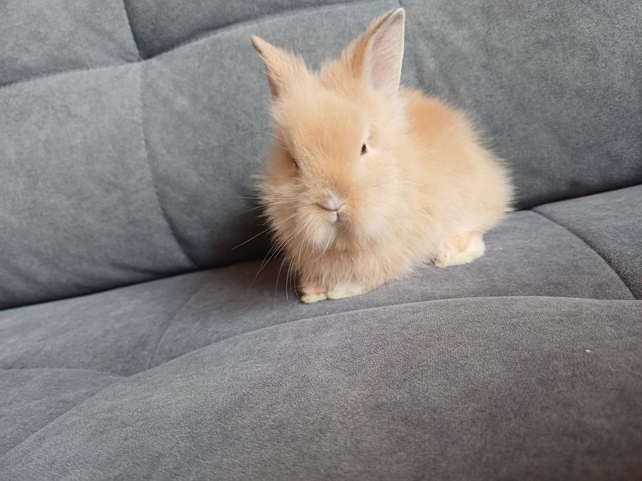 Królik miniaturka