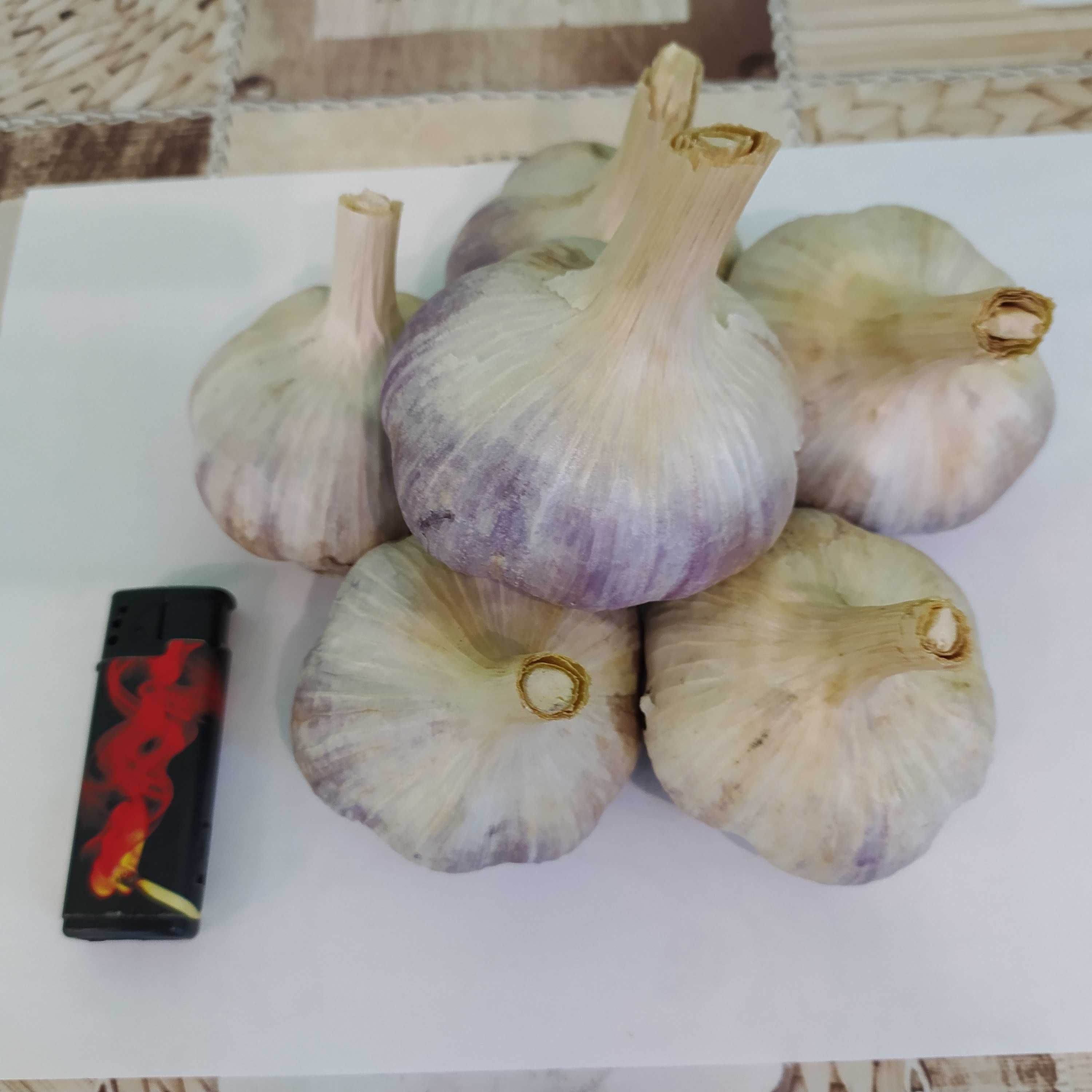 Продам часник, сорт Любаша
