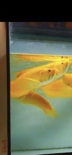 Продаж акваріумної риби