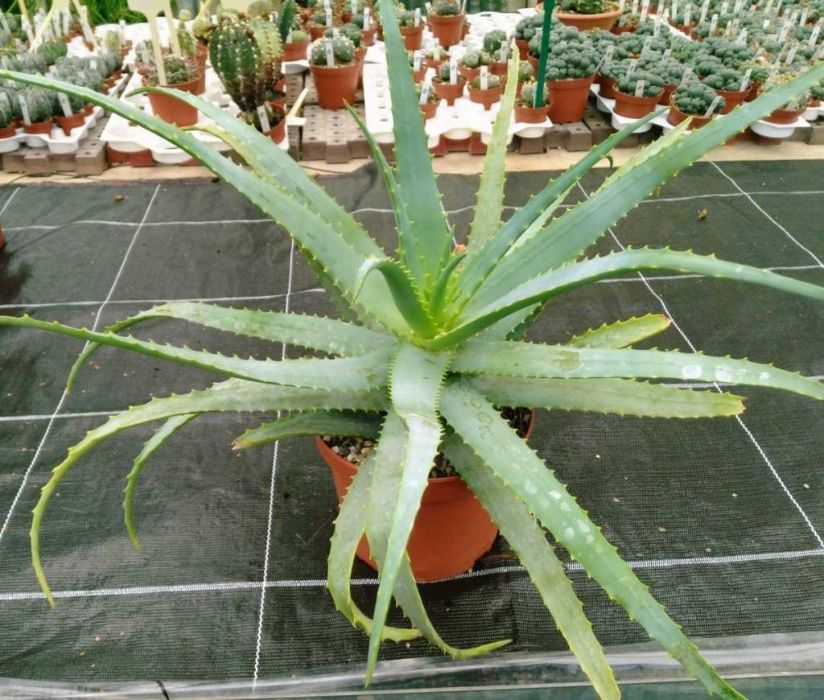 Aloe Barbadensis (Medicinal)