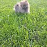 Szpic pomeranian