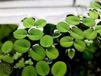 Salvinia Auriculata – Planta aquática