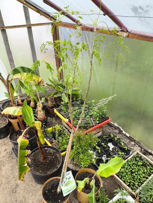 Moringa Oleifera duże drzewka