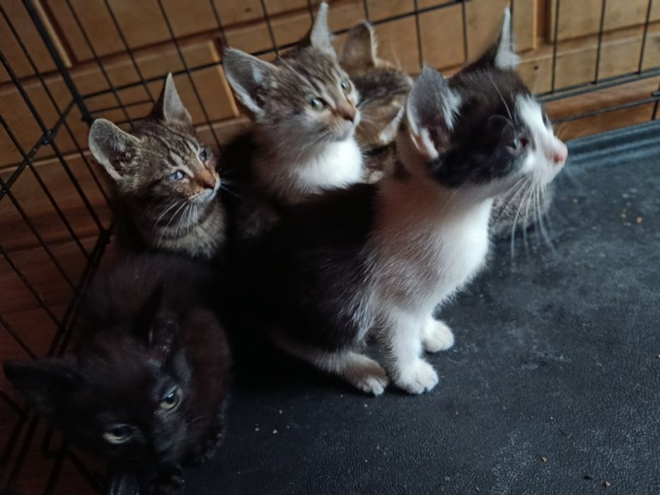 Oddam kotki za darmo.