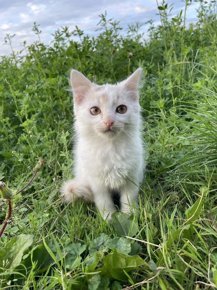 віддам котят у добрі руки
