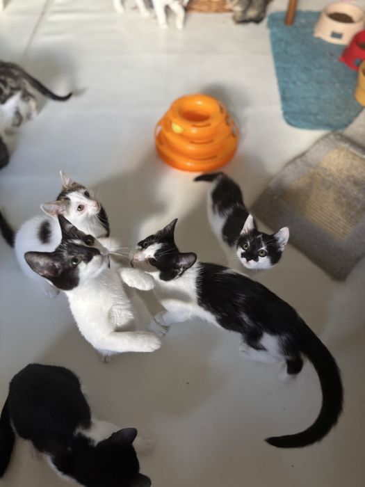 Kociaki szukaja domu