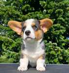 Welsh Corgi Cardigan szczenię