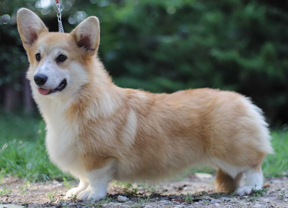 Welsh Corgi Pembroke - Suka hodowlana ruda FCI/ZKwP z długim ogonkiem