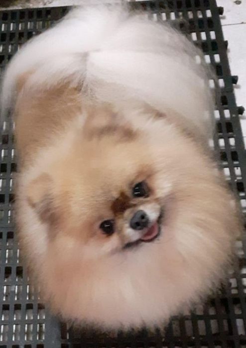 Spitz fêmea muito bonita com lop