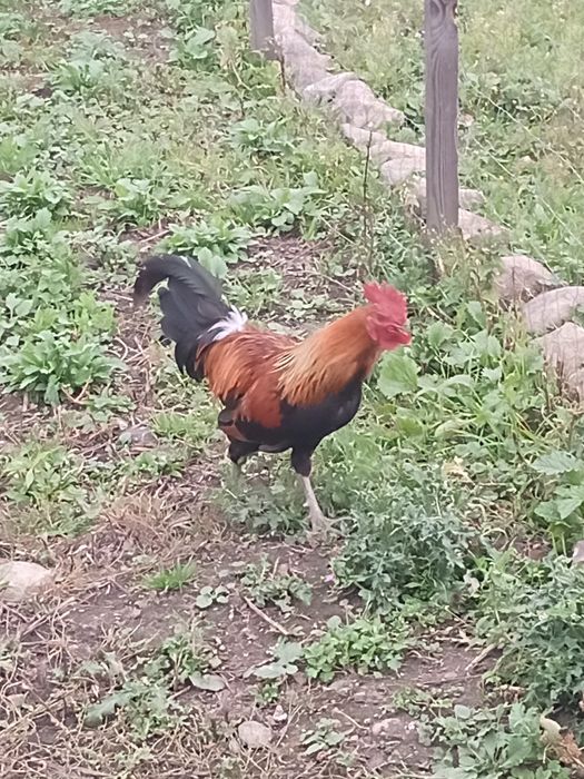 Kokut zielononóżki